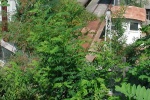 1 Photo